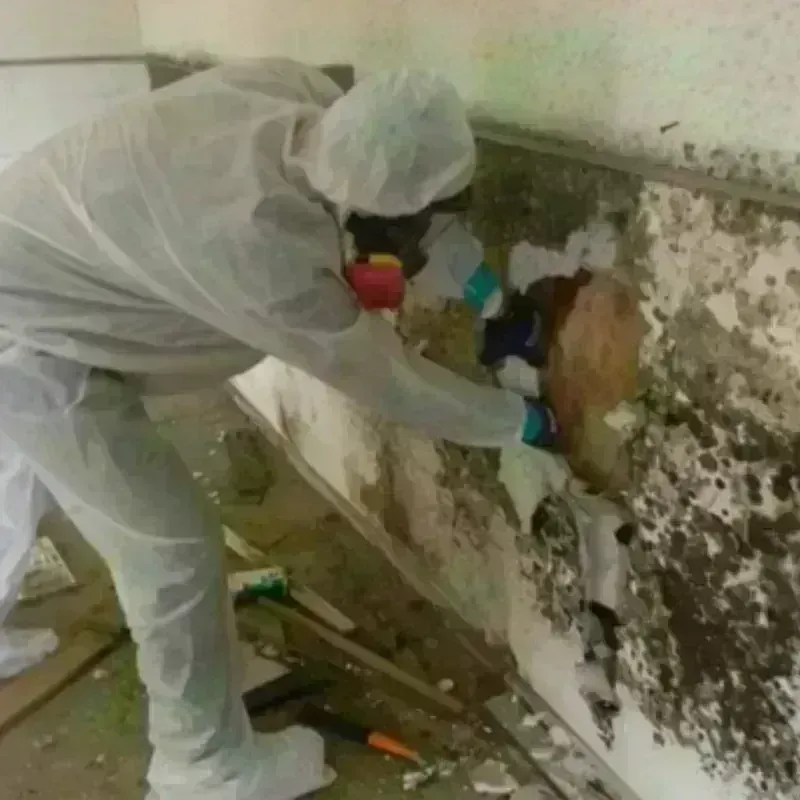 Mold Remediation and Removal in Shackelford County, TX